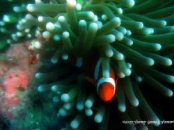 I found Nemo. I just wanted to try taking shots of subjec... by Gurney Fermin 